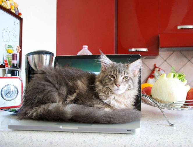 221400_10150580291817690_1565728569_o copie.jpg